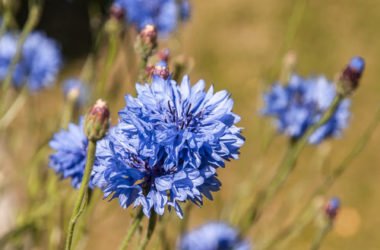 Fiordaliso: coltivazione, cure e proprietà