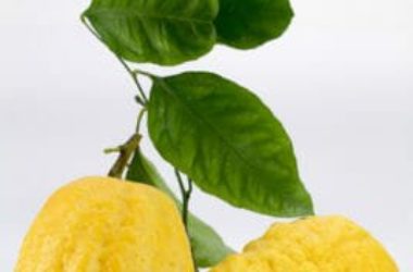 Guida al cedro: scopriamo le proprietà e gli utilizzi in cucina di questo agrume particolare