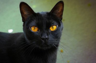 Gatto Bombay: caratteristiche e cose da sapere
