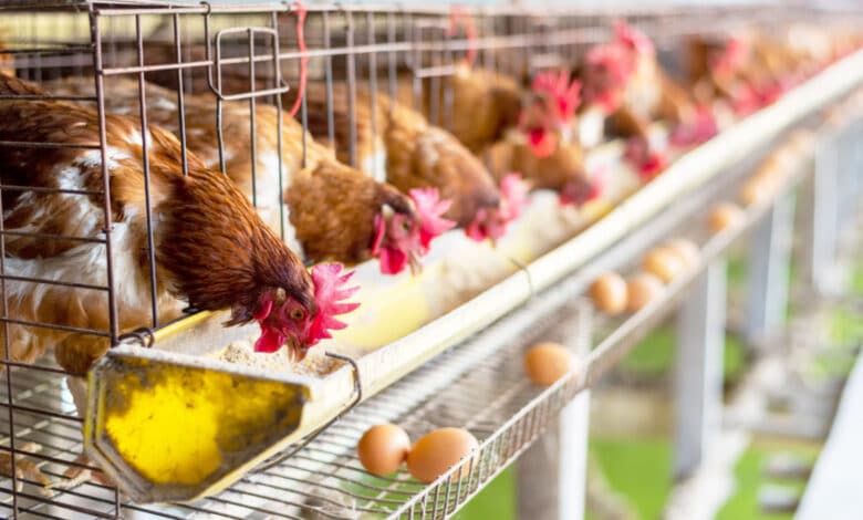 Allevamenti intensivi