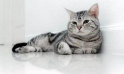 American Shorthair: carattere ed educazione di questo gatto