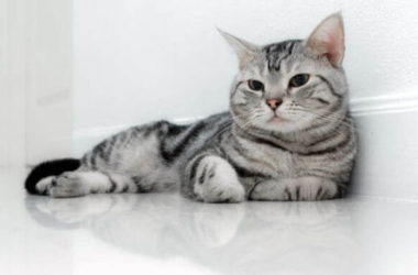 American Shorthair: carattere ed educazione di questo gatto