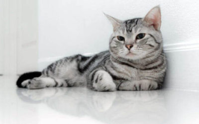American Shorthair: carattere ed educazione di questo gatto