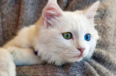 Gatto di angora turco, carattere, aspetto e come allevarlo
