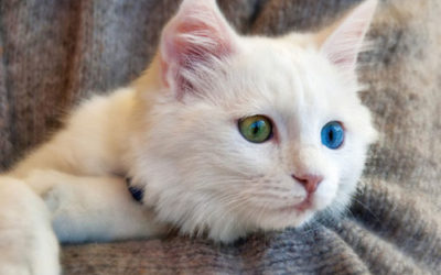 Gatto di angora turco, carattere, aspetto e come allevarlo