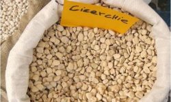 Proprietà e benefici della cicerchia, un legume antico che presenta alcune controindicazioni