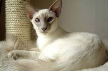 Gatto Balinese: caratteristiche e cose da sapere