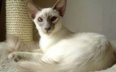 Gatto Balinese: caratteristiche e cose da sapere