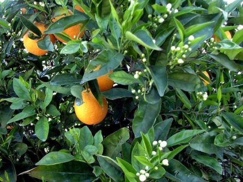 Olio essenziale di arancio amaro: tutte le proprietà