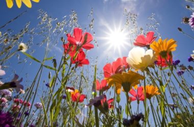 Cosa sono i fiori di Bach e come usarli: la guida alla floriterapia