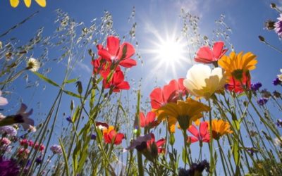 Cosa sono i fiori di Bach e come usarli: la guida alla floriterapia