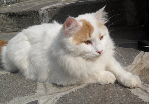 chat angora turc