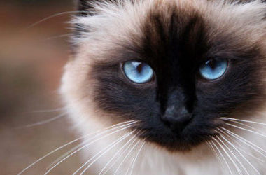 Gatto sacro di Birmania: carattere, educazione e prezzo
