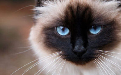 Gatto sacro di Birmania: carattere, educazione e prezzo
