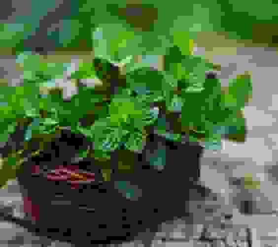 Menta proprietà