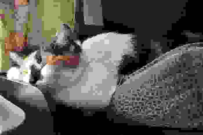 American Shorthair