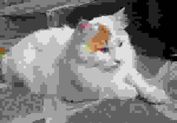 gatto di angora turco