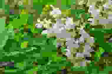 Guida alle proprietà dell’acacia e agli utilizzi in cucina di questa pianta