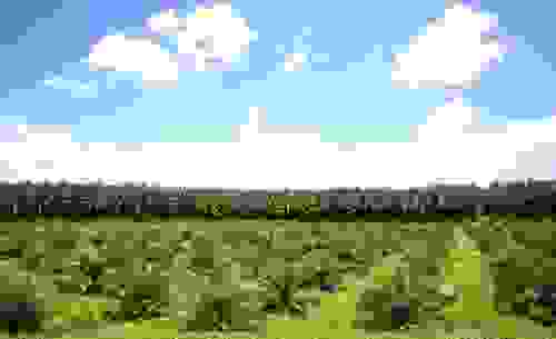 olio di palma deforestazione
