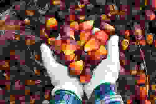 olio di palma fa male