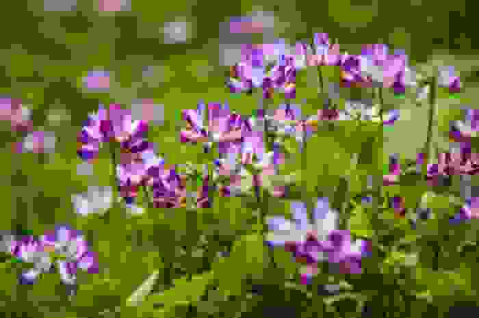 fiori di astragalo