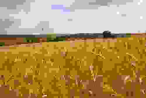 ruggine del grano