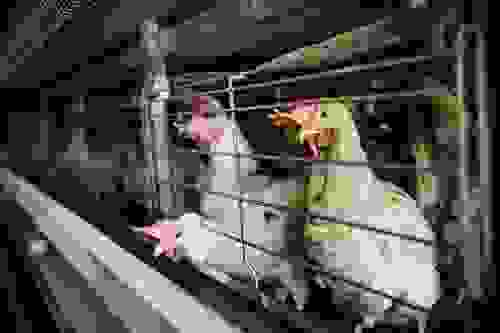 diritti animali