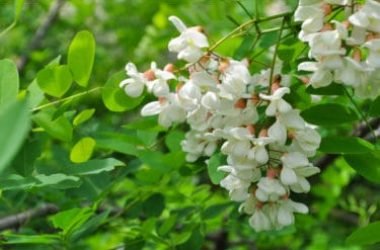 Guida alle proprietà dell’acacia e agli utilizzi in cucina di questa pianta