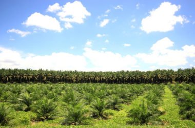 L’olio di palma fa male: effetti su salute e ambiente
