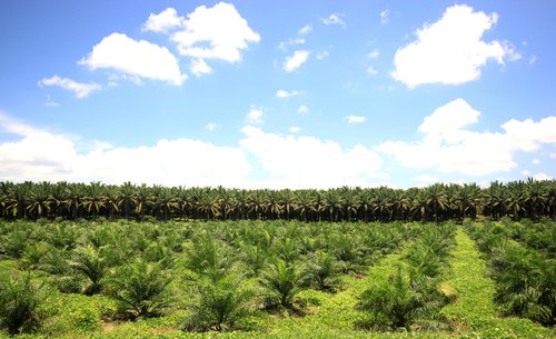 olio di palma deforestazione