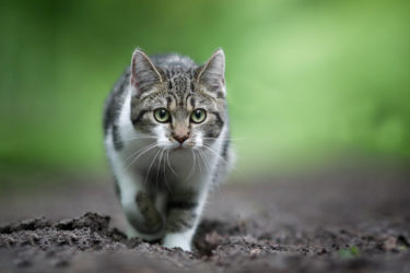 I segreti del gatto europeo, il gatto più diffuso nel vecchio continente
