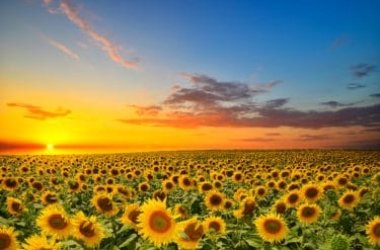 Tutto sul girasole: caratteristiche della pianta e utilizzi nell’alimentazione