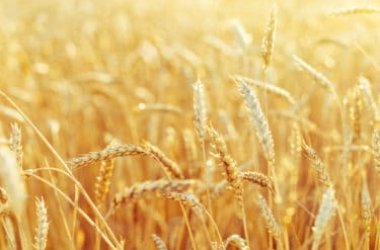 Monococco: il grano con glutine digeribile