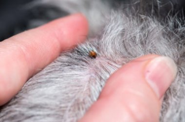 Malattia di Lyme, sintomi e cure
