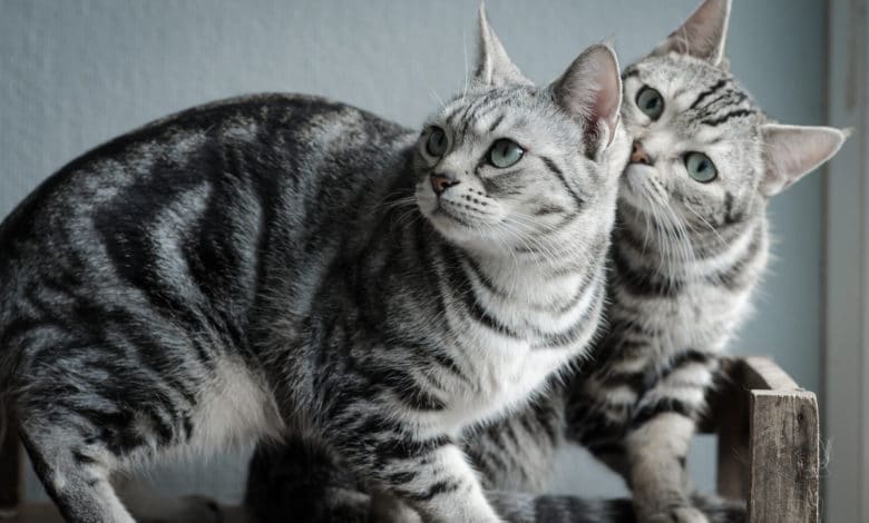 american shorthair