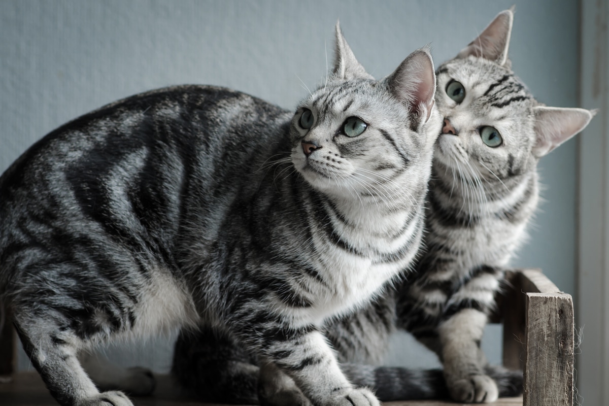Il gatto American Shorthair: carattere, educazione e prezzo