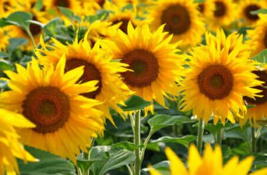 Girasole: la coltivazione, la cura e alcune informazioni utili sui suoi semi e sull’olio