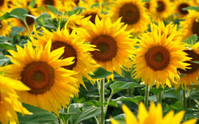 Girasole: la coltivazione, la cura e alcune informazioni utili sui suoi semi e sull’olio