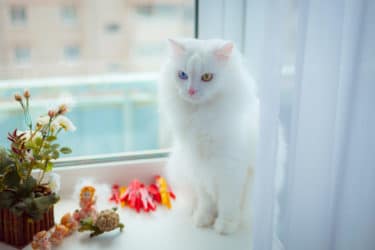 Gatto di angora turco, un gatto accompagnato da tante leggende