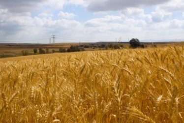 Ruggine del grano: cos’è e perché è nociva