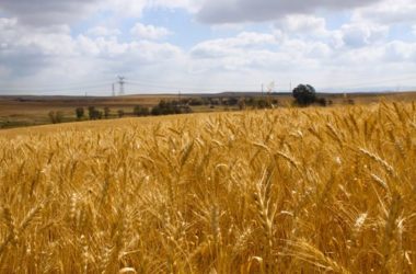 Ruggine del grano: cos’è e perché è nociva