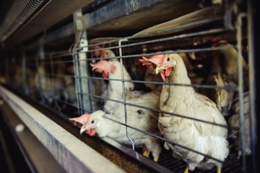 Il filosofo dei diritti animali, Tom Regan