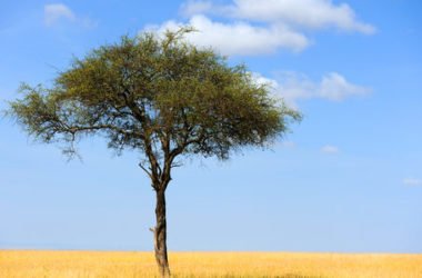 Guida alle proprietà dell’acacia e agli utilizzi in cucina di questa pianta