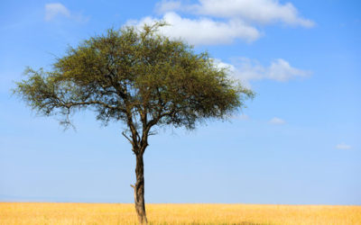 Guida alle proprietà dell’acacia e agli utilizzi in cucina di questa pianta