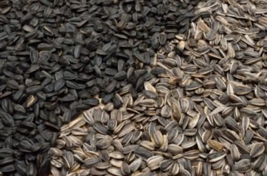 Girasole: la coltivazione, la cura e alcune informazioni utili sui suoi semi e sull’olio