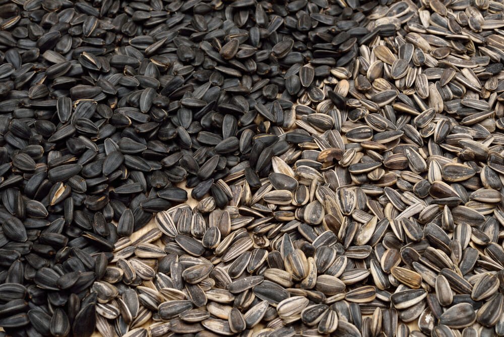 Girasole Coltivazione Cura E Cose Da Sapere Anche Sui Suoi