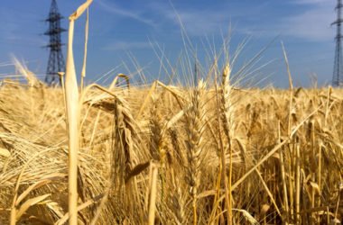 Ruggine del grano: cos’è e perché è nociva