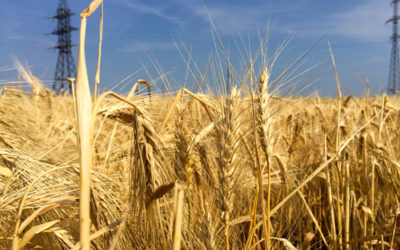 Ruggine del grano: cos’è e perché è nociva