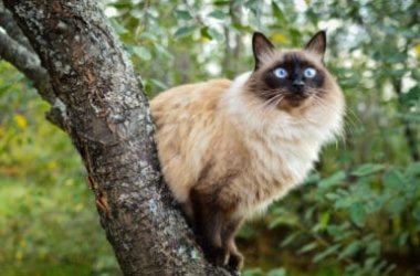 Gatto Balinese: tutto sul “cugino” del più famoso Siamese