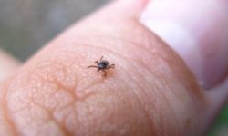 Malattia di Lyme, sintomi e cure